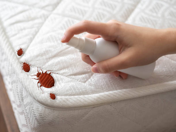Best Local Pest Control Services  in North Syracuse, NY